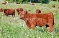 Stacks Image 99